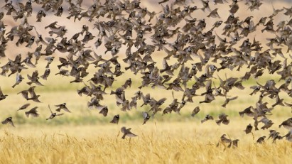 a flock of spanish sparrows-635x357